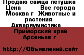 Продаю самца петушка › Цена ­ 700 - Все города, Москва г. Животные и растения » Аквариумистика   . Приморский край,Арсеньев г.